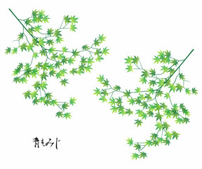 青もみじのイラスト素材 ベクター 夏