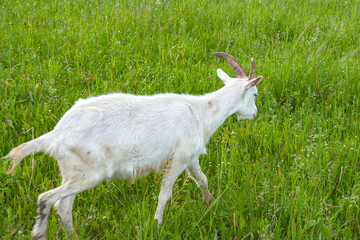 Goats.- A herd of goats, goats with a beard grazing on a green meadow. they are grazing the grass. young goats with horns, a collective farm herd. Close-up. wildlife. animals.	