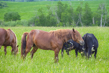 A beautiful horse with a foal in the field. A herd of horses, mares grazing in a green meadow. Beautiful mane. They eat grass. Close-up.	