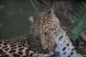 アムールヒョウ