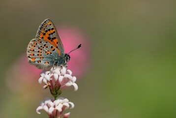 Tomares nogelii  812