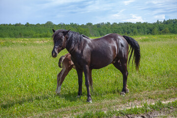 A beautiful horse with a foal in the field. A herd of horses, mares grazing in a green meadow. Beautiful mane. They eat grass. Close-up.
