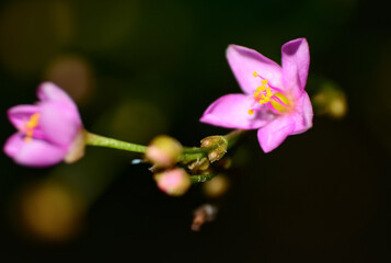 close up of a pink flower