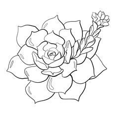 contour line no color botany echeveria desmet flower blooming closeup logo element