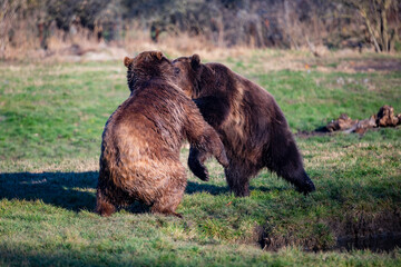 Brown bears playing in the meadow.