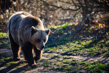 Brown bear in the meadows. Big Brown Bear. Ursus arctos.