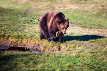 Brown bear in the meadows. Big Brown Bear. Ursus arctos.