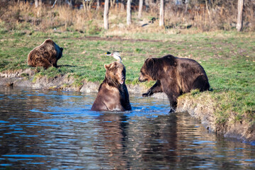 Two Brown Bears playing in the pond