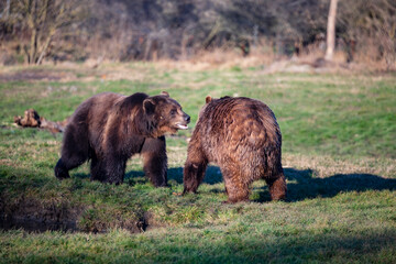 Brown bears playing in the meadow.