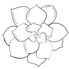 sketch outline no color line botanical succulent echeveria nurnberg cultivar closeup