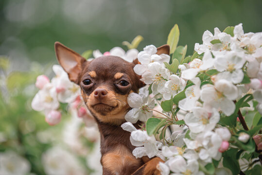 chihuahua puppy on the grass in park in flowers 
