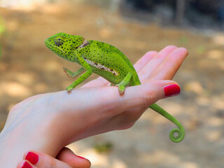 Green and white dotted lizard chameleon with spiral tail on a female palm with red nails.