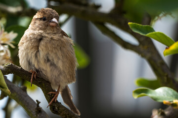Close-up of a sparrow sitting on a branch with green leaves