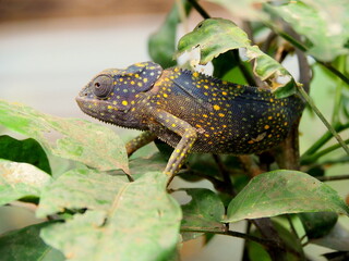 Yellow and purple dotted chameleon on green leaves.