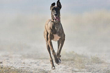 Greyhound running on field - 512760102