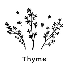 Black thyme branches on white background. Minimalistic botanical elements for cosmetics. Hand-drawn design concept. Vector illustration.