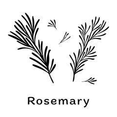 Black rosemary branches on white background. Minimalistic botanical elements for cosmetics. Hand-drawn design concept. Vector illustration.