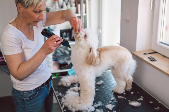 woman groomer cuts dog hair in her saloon