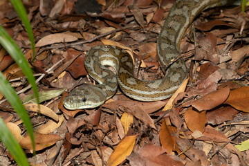 Australian carpet python (snake) on leaves