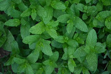 Background of green fresh mint leaves.