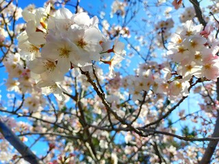 快晴の青空を背景にした白い桜（ソメイヨシノ）の花が咲く、日本の春の自然風景（コピースペースあり）