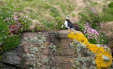 Puffins on the cliff face at Handa Island near Scourie in Sutherland on the north west coast of Scotland UK.