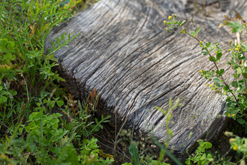 old tree wood texture board