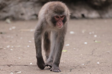 Obraz premium サル 