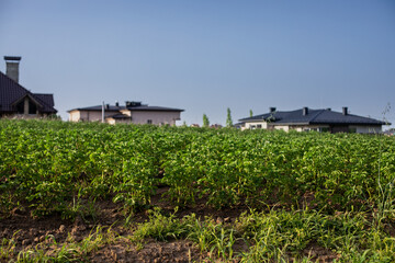 Fototapeta na wymiar green young potato field in the Ukraine countryside