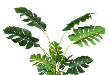 green tropical leaf on white