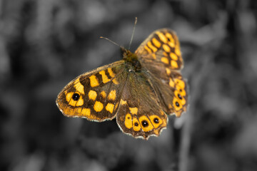 Mariposa en Verano