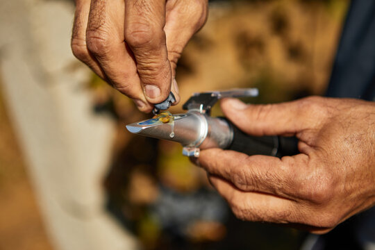 A man squeezes grapes into a refractometer for measurement