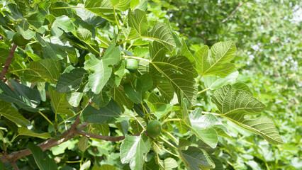 Hojas y frutos en ramas de higuera