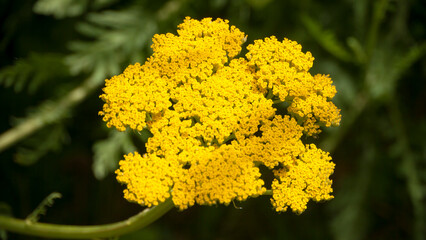 Flores amarillas en tallo silvestre