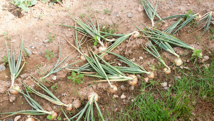 Cebollas en huerta 