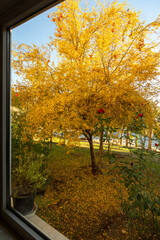 Naklejka premium Autumn landscape through the glass window. A pomegranate tree that has shed its yellow leaves. Autumn, death, abandonment, sadness concept.