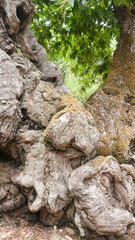 Tronco de castaño con nudos y corteza