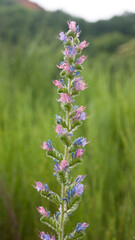 Planta silvestre de tallos largos y flores moradas y rosas