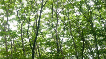 Ramas de castaño con hojas verde