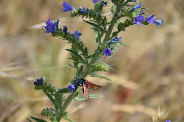a moth on a flower