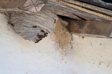 Wasp nest profile under the old wooden roof