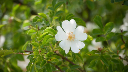Obraz na płótnie Canvas Flor blanca en arbusto silvestre