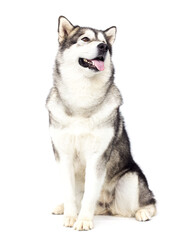 large dog breed of white background