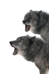 two canadian wolf howl isolated on white background