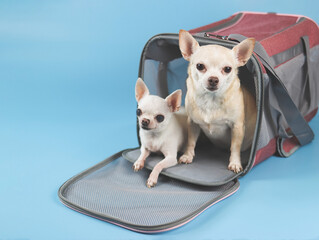 Two different size Chihuahua dogs sitting in traveler pet carrier bag on blue background, looking at camera. safe travel with pets. Isolated.