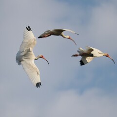 Ibis is Flight
