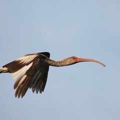 Ibis in Flight
