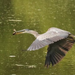 Great Blue Heron with a prize Catch