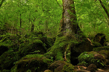 男池黒岳自然散策路の原生林