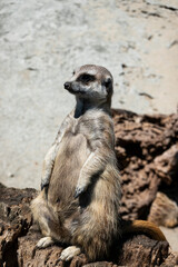 Meerkat guard and watch their surroundings to protect their family from predators